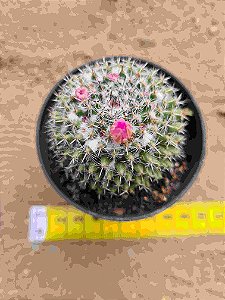 Mammillaria orcuttii