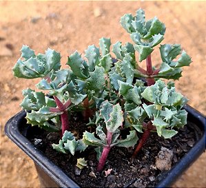 Oscularia deltoides