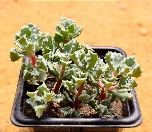 Oscularia deltoides