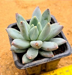 Pachyphytum hookeri