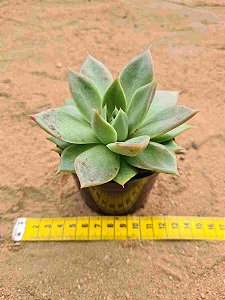 Echeveria Ladys choise