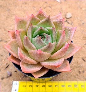 Echeveria Ladys choise