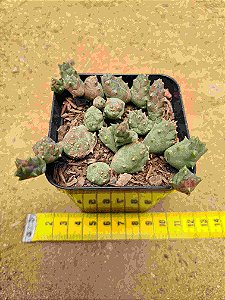 Piaranthus geminatus var. foetidus