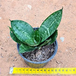 Sansevieria hahnii
