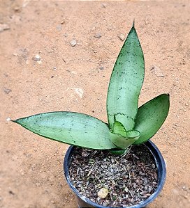 Sansevieria silver hahnii