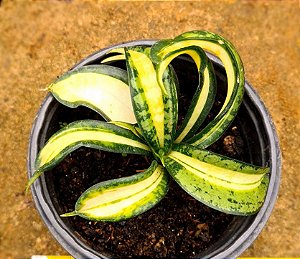 Sansevieria trifasciata twisted