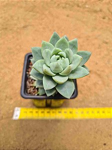 Sedeveria blue burrito
