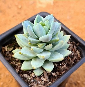 Sedeveria blue burrito