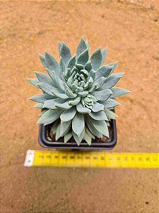 Sedeveria fanfare