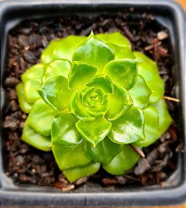 Sedeveria letizia