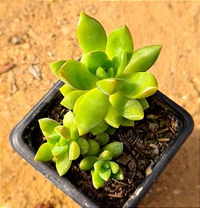 Sedum adolphi