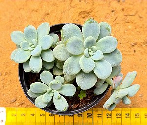 Sedum clavatum