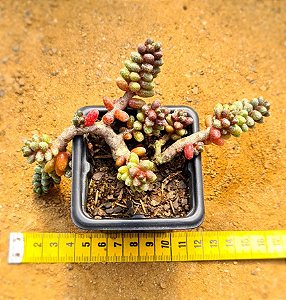 Sedum furfuraceum