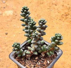 Sedum furfuraceum