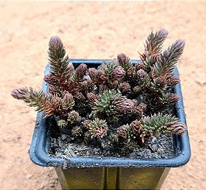 Sedum hakonense chocolate