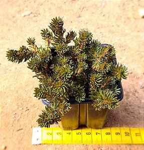 Sedum hakonense chocolate