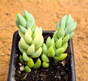 Sedum morganianum - Suculenta "rabo-de-burro"