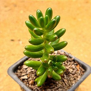 Sedum rubrotinctum