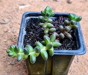 Sedum stahlii