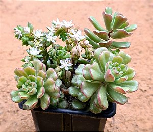 Sedum versadense var chontalense