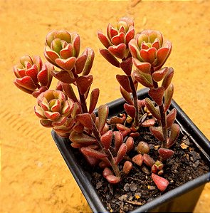 Sedum versadense var chontalense