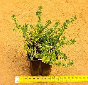 Crassula Tetragona connivens