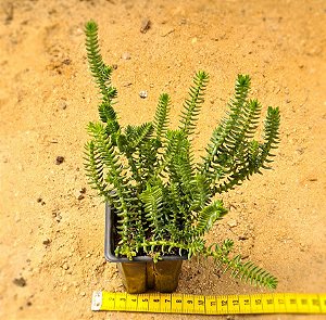 Crassula Tetragona connivens