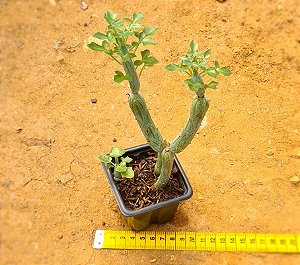 Senecio articulatus