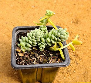 Sedum hemsleyanum