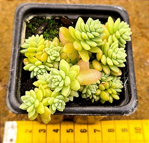 Sedum hemsleyanum - "Suculenta colar-de-princesa"