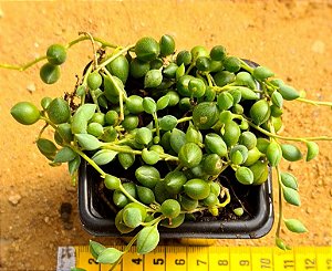 Senecio herreianus dinter