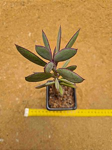 Senecio crassissimus