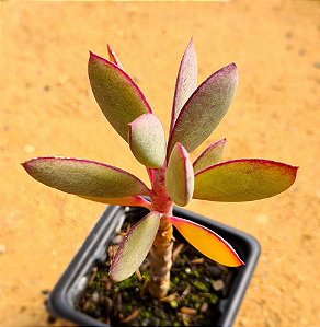 Senecio crassissimus