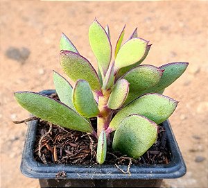 Senecio crassissimus