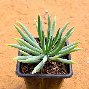 Senecio serpens - "Senecio azul"