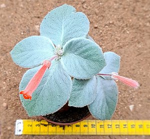 Sinningia leucotricha