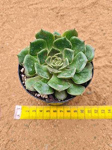 Echeveria Fire lip