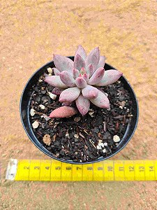 Pachyveria Gold Fish
