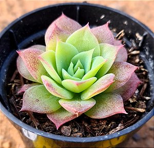 Graptoveria Jadeita