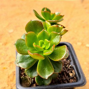 echeveria multicaules