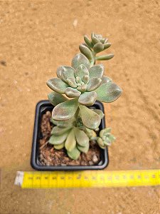 Graptoveria mendonzae