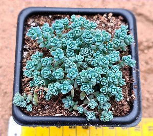 Sedum dasyphyllum minor