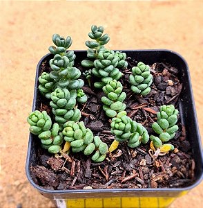 sedum album athum