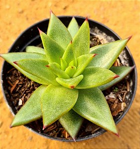 Echeveria agavoides 'Lipstick'