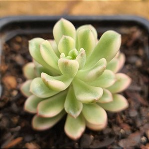 Sedum joyce tulloch variegata