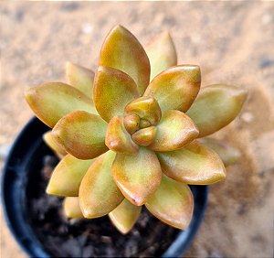 Sedum nussbaumerianum