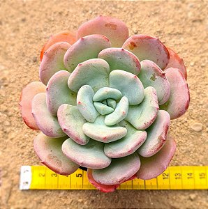 Echeveria oteroi x lauii