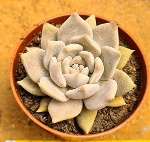 Echeveria juliana