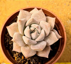 Echeveria juliana