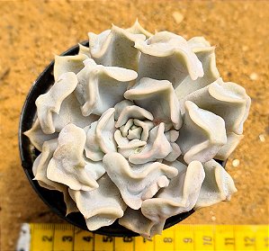 Echeveria thriller pearl